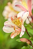PRIMROSE HALL PEONIES, BEDFORDSHIRE: CLOSE UP PLANT PORTRAIT OF PALE PEACH, APRICOT FLOWERS OF ALSTROEMERIA ELVIRA