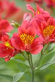 PRIMROSE HALL PEONIES, BEDFORDSHIRE: CLOSE UP PLANT PORTRAIT OF RED, YELLOW, PINK FLOWERS OF ALSTROEMERIA EVENING SONG, SUMMER