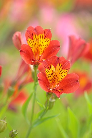 PRIMROSE_HALL_PEONIES_BEDFORDSHIRE_CLOSE_UP_PLANT_PORTRAIT_OF_RED_YELLOW_FLOWERS_OF_ALSTROEMERIA_ETN