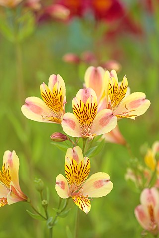 PRIMROSE_HALL_PEONIES_BEDFORDSHIRE_CLOSE_UP_PLANT_PORTRAIT_OF_YELLOW_PINK_FLOWERS_OF_ALSTROEMERIA_AI