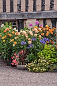 WOLLERTON OLD HALL, SHROPSHIRE: CONTAINERS, HYDRANGEA LIMELIGHT, DAHLIA DAVID HOWARD, VIVIAN RUSSEL, EVELYN TAYLOR, PHYGELIUS DARTS GOLD, ARALIA SUN KING, PETUNIA MANGO PUNCH