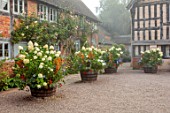 WOLLERTON OLD HALL, SHROPSHIRE: CONTAINERS BESIDE THE HOUSE, WOODEN BARRELS, HYDRANGEA LIMELIGHT, AMARANTHUS CRUENTUS HOT BISCUITS, BARRELS, POTS, SUMMER, SEPTEMBER