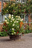 WOLLERTON OLD HALL, SHROPSHIRE: CONTAINER BESIDE THE HOUSE, WOODEN BARRELS, HYDRANGEA LIMELIGHT, AMARANTHUS CRUENTUS HOT BISCUITS, BARRELS, POTS, SUMMER, SEPTEMBER