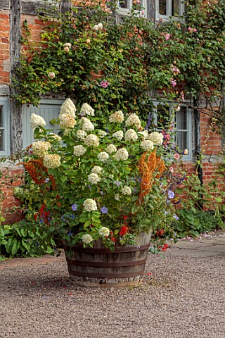 WOLLERTON_OLD_HALL_SHROPSHIRE_CONTAINER_BESIDE_THE_HOUSE_WOODEN_BARRELS_HYDRANGEA_LIMELIGHT_AMARANTH