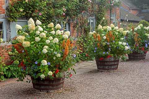 WOLLERTON_OLD_HALL_SHROPSHIRE_CONTAINERS_BESIDE_THE_HOUSE_WOODEN_BARRELS_HYDRANGEA_LIMELIGHT_AMARANT