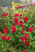 WOLLERTON OLD HALL, SHROPSHIRE: CLOSE UP OF RED FLOWERS OF ROSES, ROSA FRENSHAM, BLOOMS, BLOOMING, FLOWERING, SHRUB ROSES
