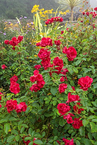 WOLLERTON_OLD_HALL_SHROPSHIRE_CLOSE_UP_OF_RED_FLOWERS_OF_ROSES_ROSA_FRENSHAM_BLOOMS_BLOOMING_FLOWERI