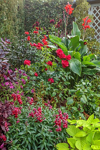 WOLLERTON_OLD_HALL_SHROPSHIRE_CONTAINERS_RED_FLOWERS_GREEN_POTS_CANNAS_SNAPDRAGONA_NICOTIANA
