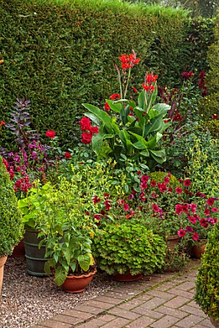 WOLLERTON_OLD_HALL_SHROPSHIRE_CONTAINERS_RED_FLOWERS_GREEN_POTS_CANNAS_NICOTIANA_LANGSDORFFII_ROSA_F