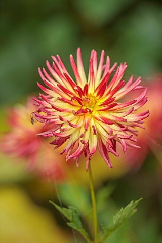 WOLLERTON_OLD_HALL_SHROPSHIRE_CLOSE_UP_OF_YELLOW_RED_ORANGE_FLOWERS_OF_DAHLIA_WESTERN_SPANISH_DANCER