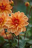 WOLLERTON OLD HALL, SHROPSHIRE: CLOSE UP OF YELLOW, RED, ORANGE FLOWERS OF DAHLIA HUGH MATHER, FLOWERING, BLOOMS, BLOOMING