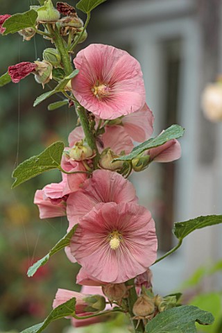 WOLLERTON_OLD_HALL_SHROPSHIRE_CLOSE_UP_OF_PINK_APRICOT_FLOWERS_OF_HOLLYHOCK_ALCEA_FLOWERING_BLOOMS_B