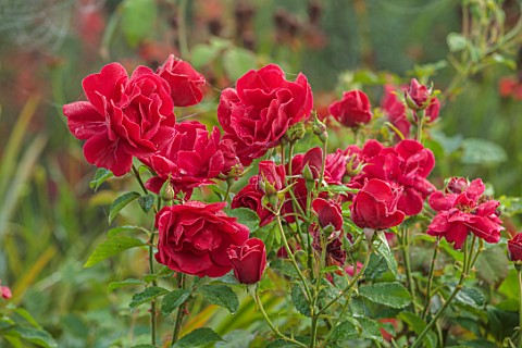 WOLLERTON_OLD_HALL_SHROPSHIRE_CLOSE_UP_OF_RED_FLOWERS_OF_ROSES_ROSA_FRENSHAM_BLOOMS_BLOOMING_FLOWERI