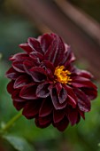 WOLLERTON OLD HALL, SHROPSHIRE: CLOSE UP OF DARK RED FLOWERS, BLOOMS, OF DAHLIA KARMA CHOC