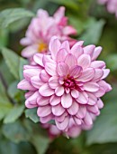 WOLLERTON OLD HALL, SHROPSHIRE: CLOSE UP OF WHITE, LILAC FLOWERS OF DAHLIA LORRAINE MITCHELL, FLOWERING, BLOOMS, BLOOMING