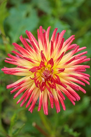 WOLLERTON_OLD_HALL_SHROPSHIRE_CLOSE_UP_OF_YELLOW_RED_ORANGE_FLOWERS_OF_DAHLIA_WESTERN_SPANISH_DANCER