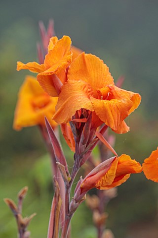 WOLLERTON_OLD_HALL_SHROPSHIRE_LLANHYDROCK_SEPTEMBER_CANNA_CLEOPATRA_ORANGE_FLOWERS_BLOOMS_BLOOMING_F