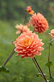 WOLLERTON OLD HALL, SHROPSHIRE: CLOSE UP OF YELLOW, APRICOT, ORANGE FLOWERS OF DAHLIA CHARLIE DIMMOCK, FLOWERING, BLOOMS, BLOOMING, WATERLILY FLOWERED