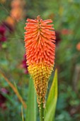WOLLERTON OLD HALL, SHROPSHIRE: CLOSE UP OF ORANGE FLOWERS OF KNIPHOFIA NOBILIS, FLOWERING, BLOOMS, BLOOMING, SEPTEMBER, SUMMER