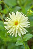 WOLLERTON OLD HALL, SHROPSHIRE: CLOSE UP OF YELLOW, CREAM, FLOWERS OF DAHLIA MY LOVE, FLOWERING, BLOOMS, BLOOMING, SEMI-CACTUS FLOWERED