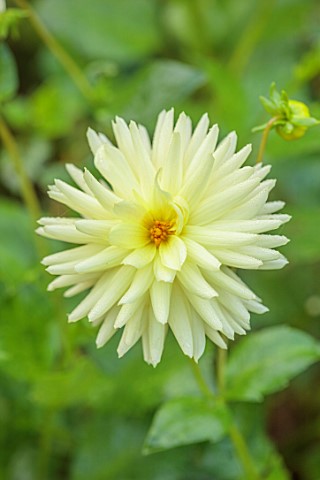 WOLLERTON_OLD_HALL_SHROPSHIRE_CLOSE_UP_OF_YELLOW_CREAM_FLOWERS_OF_DAHLIA_MY_LOVE_FLOWERING_BLOOMS_BL