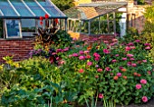 MORTON HALL, WORCESTERSHIRE: KITCHEN GARDEN, POTAGER, SEPTEMBER, ZINNIA ELEGANS STATE FAIR, VEGETABLES, CUTTING, GREENHOUSE, CANA IN CONTAINER