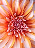 ASHBROOK HOUSE, NORTHAMPTONSHIRE: DESIGNER JOSEPHINE MAYDON - WILLOW CROSSLEY WORKSHOP - CLOSE UP OF WHITE AND ORANGE FLOWERS OF DAHLIA, ABSTRACT