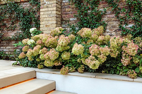 SMALL_TOWN_CITY_GARDEN_DESGNED_BY_ALASDAIR_CAMERON_LONDON_STEPS_WALLS_HYDRANGEAS_FORMAL_RAISED_BEDS