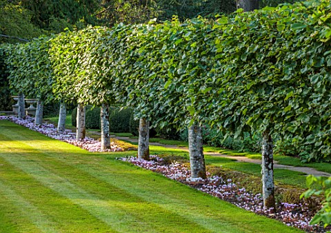 ROCKCLIFFE_GLOUCESTERSHIRE_PLEACHED_LIMES_GRASS_LAWN_SEPTEMBER_CYCLAMEN_HEDERIFOLIUM_BULBS_HEDGES_HE