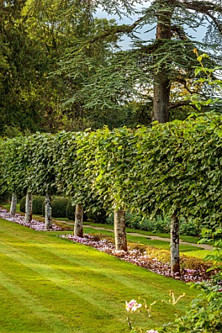 ROCKCLIFFE_GLOUCESTERSHIRE_PLEACHED_LIMES_GRASS_LAWN_SEPTEMBER_CYCLAMEN_HEDERIFOLIUM_BULBS_HEDGES_HE