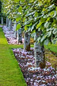 ROCKCLIFFE, GLOUCESTERSHIRE: PLEACHED LIMES, GRASS, LAWN, SEPTEMBER, CYCLAMEN HEDERIFOLIUM, BULBS, HEDGES, HEDGING
