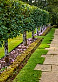 ROCKCLIFFE, GLOUCESTERSHIRE: PLEACHED LIMES, GRASS, LAWN, SEPTEMBER, CYCLAMEN HEDERIFOLIUM, BULBS, HEDGES, HEDGING, PATHS