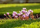 ROCKCLIFFE, GLOUCESTERSHIRE: PINK FLOWERS, BLOOMS, OF CYCLAMEN HEDERIFOLIUM, SEPTEMBER, BULBS