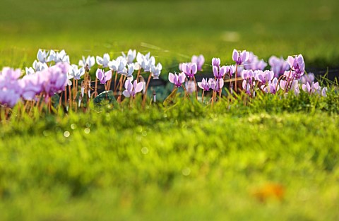 ROCKCLIFFE_GLOUCESTERSHIRE_PINK_FLOWERS_BLOOMS_OF_CYCLAMEN_HEDERIFOLIUM_SEPTEMBER_BULBS