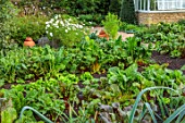 ROCKCLIFFE, GLOUCESTERSHIRE: POTAGER, VEGETABLE, KITCHEN, GARDEN, COUNTRY, GREENHOUSE, RUBY CHARD, COSMOS, RHUBARB FORCERS
