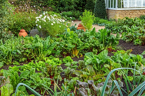 ROCKCLIFFE_GLOUCESTERSHIRE_POTAGER_VEGETABLE_KITCHEN_GARDEN_COUNTRY_GREENHOUSE_RUBY_CHARD_COSMOS_RHU