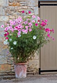 ROCKCLIFFE, GLOUCESTERSHIRE: TERRACOTTA CONTAINERS PLANTED WITH COSMOS, POTS, SUMMER