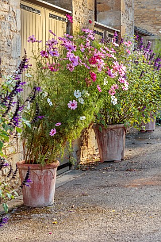 ROCKCLIFFE_GLOUCESTERSHIRE_TERRACOTTA_CONTAINERS_PLANTED_WITH_COSMOS_AND_SALVIA_AMISTAD_POTS_SUMMER