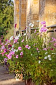 ROCKCLIFFE, GLOUCESTERSHIRE: TERRACOTTA CONTAINERS PLANTED WITH COSMOS AND SALVIA AMISTAD, POTS, SUMMER