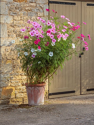ROCKCLIFFE_GLOUCESTERSHIRE_TERRACOTTA_CONTAINERS_PLANTED_WITH_COSMOS_POTS_SUMMER
