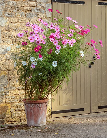 ROCKCLIFFE_GLOUCESTERSHIRE_TERRACOTTA_CONTAINERS_PLANTED_WITH_COSMOS_POTS_SUMMER