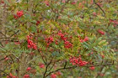 ROCKCLIFFE, GLOUCESTERSHIRE: RED BERRIES OF SORBUS IN THE SORBARIUM, TREES