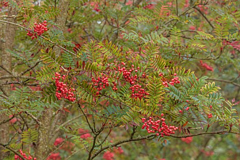 ROCKCLIFFE_GLOUCESTERSHIRE_RED_BERRIES_OF_SORBUS_IN_THE_SORBARIUM_TREES