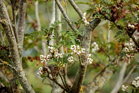ROCKCLIFFE_GLOUCESTERSHIRE_WHITE_BERRIES_OF_SORBUS_IN_THE_SORBARIUM_TREES