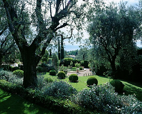 VIEW_THROUGH_OLIVE_TREES_TO_A_CIRCULAR_BASIN_ON_TERRACE_LA_CASELLA__FRANCE_GARDEN_DESIGNED_BY_CLAUS_