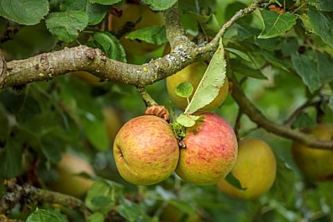 ROCKCLIFFE_GLOUCESTERSHIRE_APPLES_IN_ORCHARD_MEADOW_SEPTEMBER