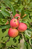 ROCKCLIFFE, GLOUCESTERSHIRE: APPLES IN ORCHARD, MEADOW, SEPTEMBER
