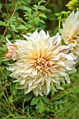 ROCKCLIFFE, GLOUCESTERSHIRE: CLOSE UP OF DAHLIA CAFE AU LAIT IN VEGETABLE GARDEN, POTAGER, PERENNIALS, CREAM, WHITE FLOWERS, BLOOMS, FALL