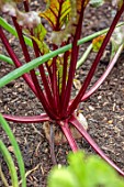 ROCKCLIFFE, GLOUCESTERSHIRE: BEETROOT IN THE ORNAMENTAL POTAGER, VEGETABLE GARDEN, EDIBLES