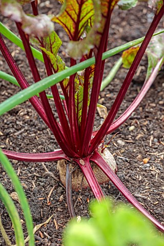 ROCKCLIFFE_GLOUCESTERSHIRE_BEETROOT_IN_THE_ORNAMENTAL_POTAGER_VEGETABLE_GARDEN_EDIBLES